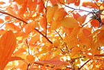 Persimmon autumn leaves 01